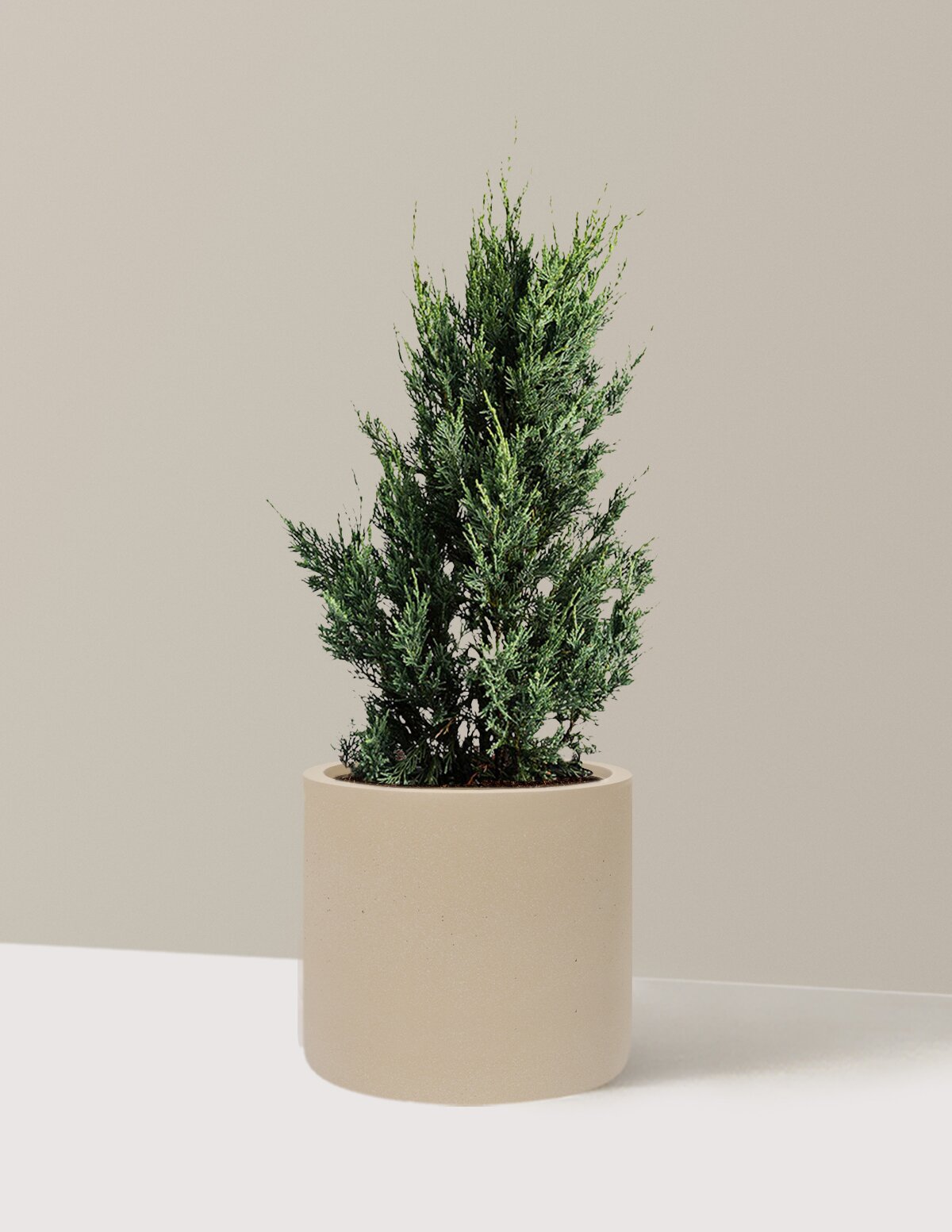 Moonglow Juniper Tree