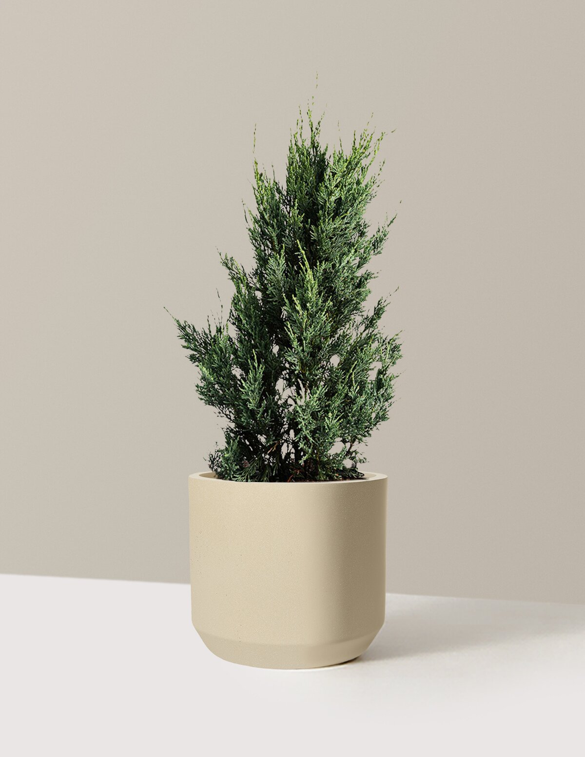 Moonglow Juniper Tree