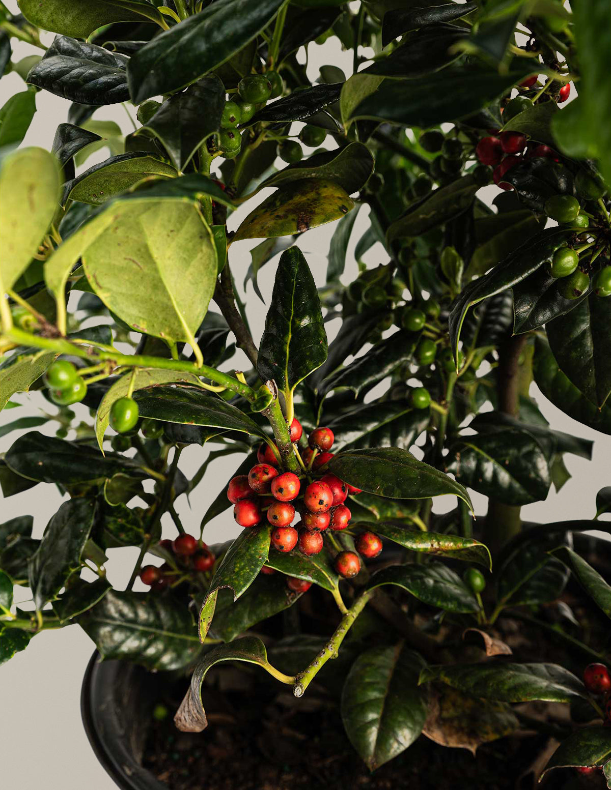 indoor plant with red berries 10-Pack Nellie Stevens Holly | 1 Gallon - 2-Pack