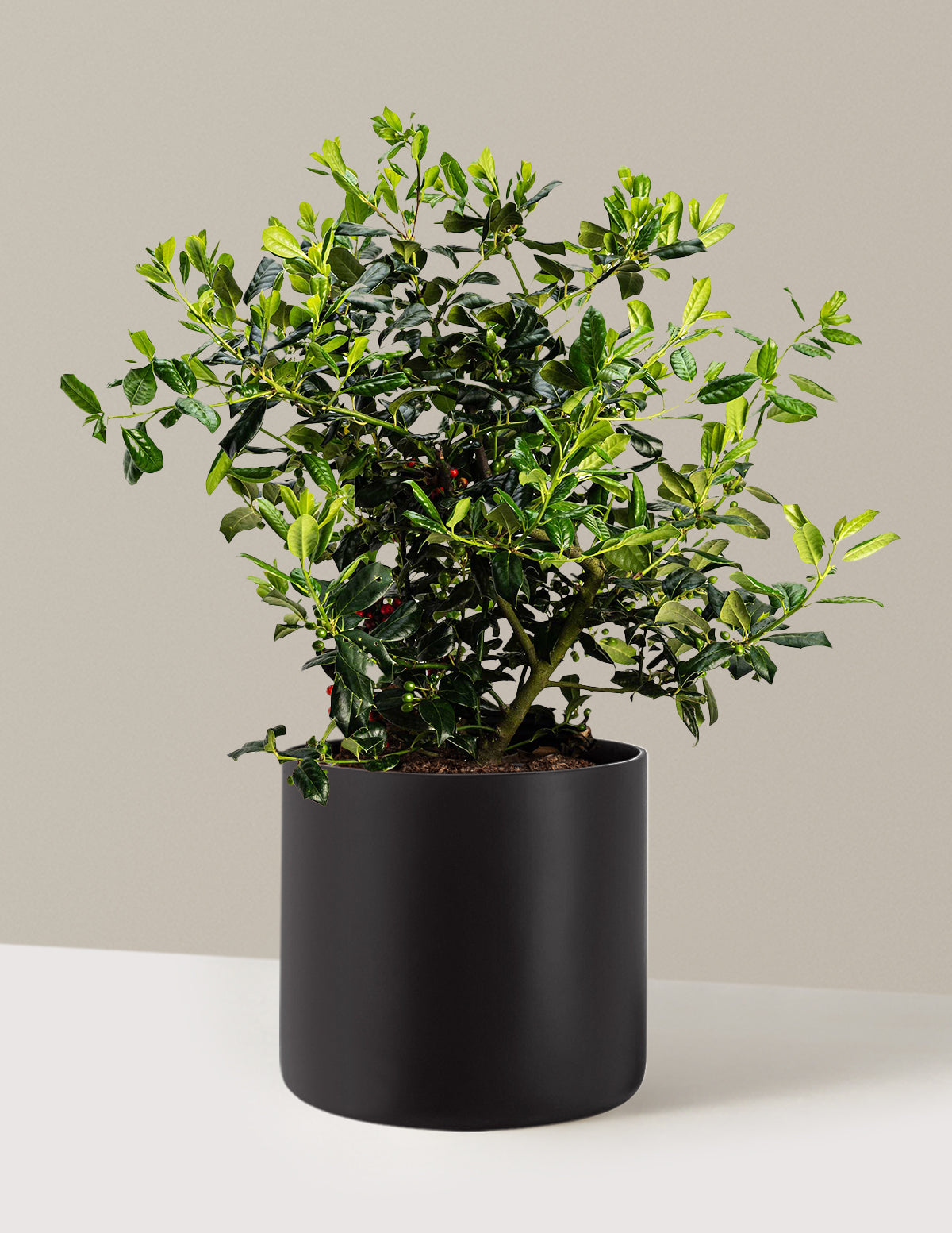 Nellie Stevens Holly