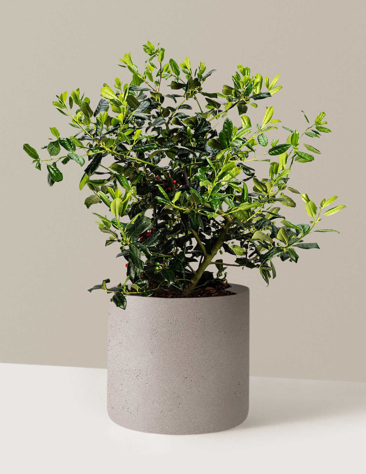 bundle | 3 Gallon | Agnes | Cement Grey