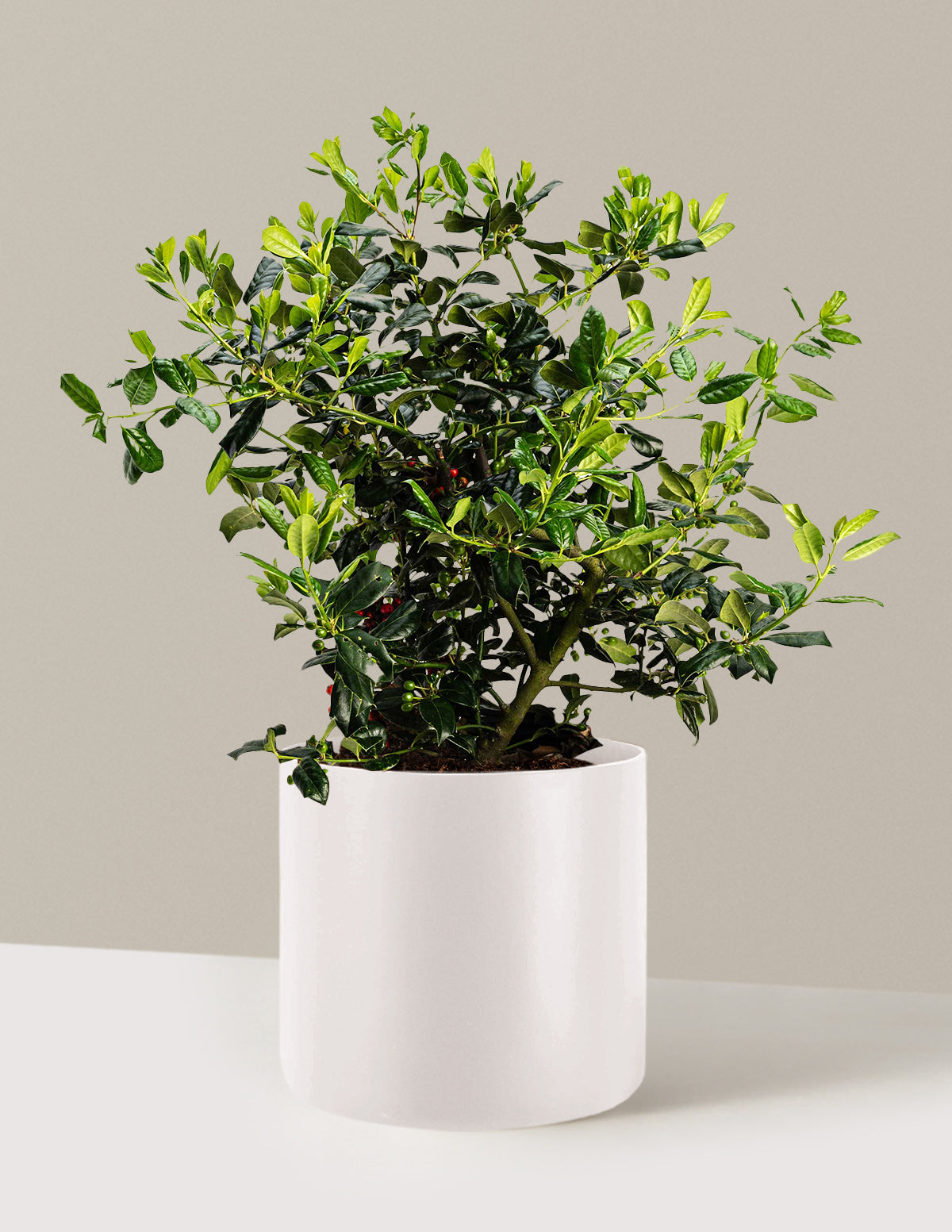 Nellie Stevens Holly