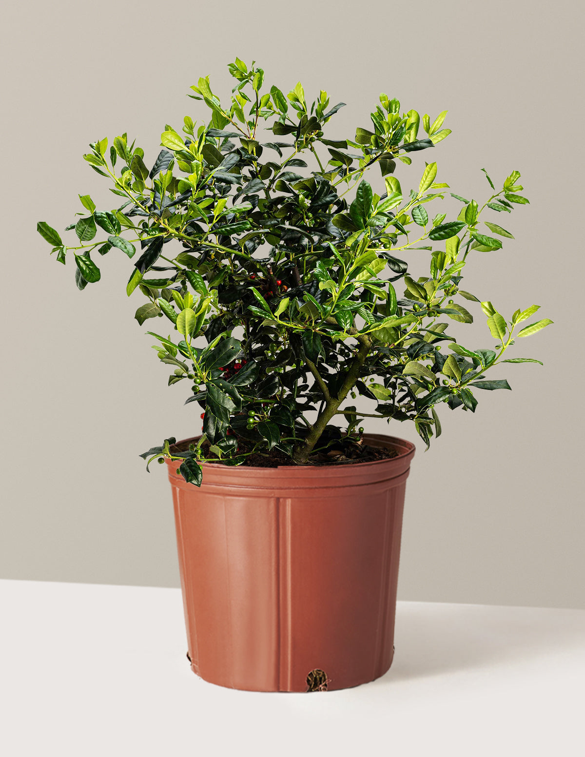 bundle | 3 Gallon | Grow Pot