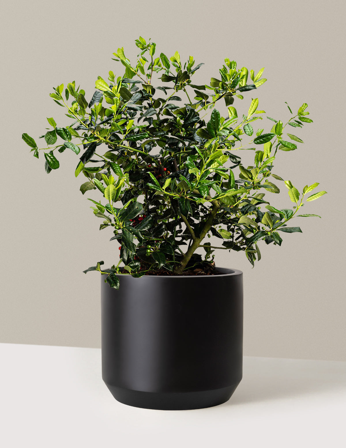 Nellie Stevens Holly