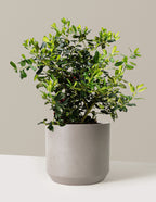 bundle | 3 Gallon | Mexia | Cement Grey