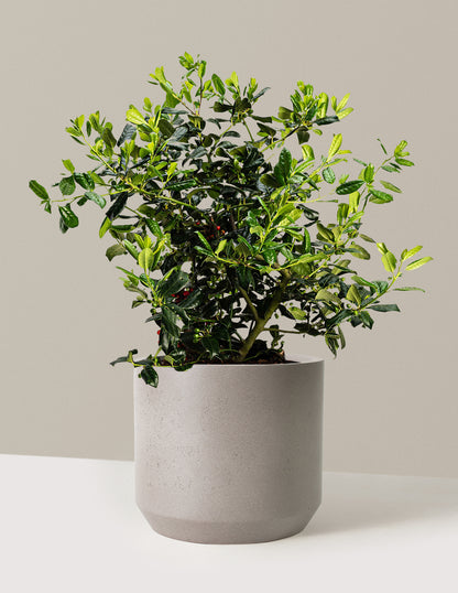 Nellie Stevens Holly