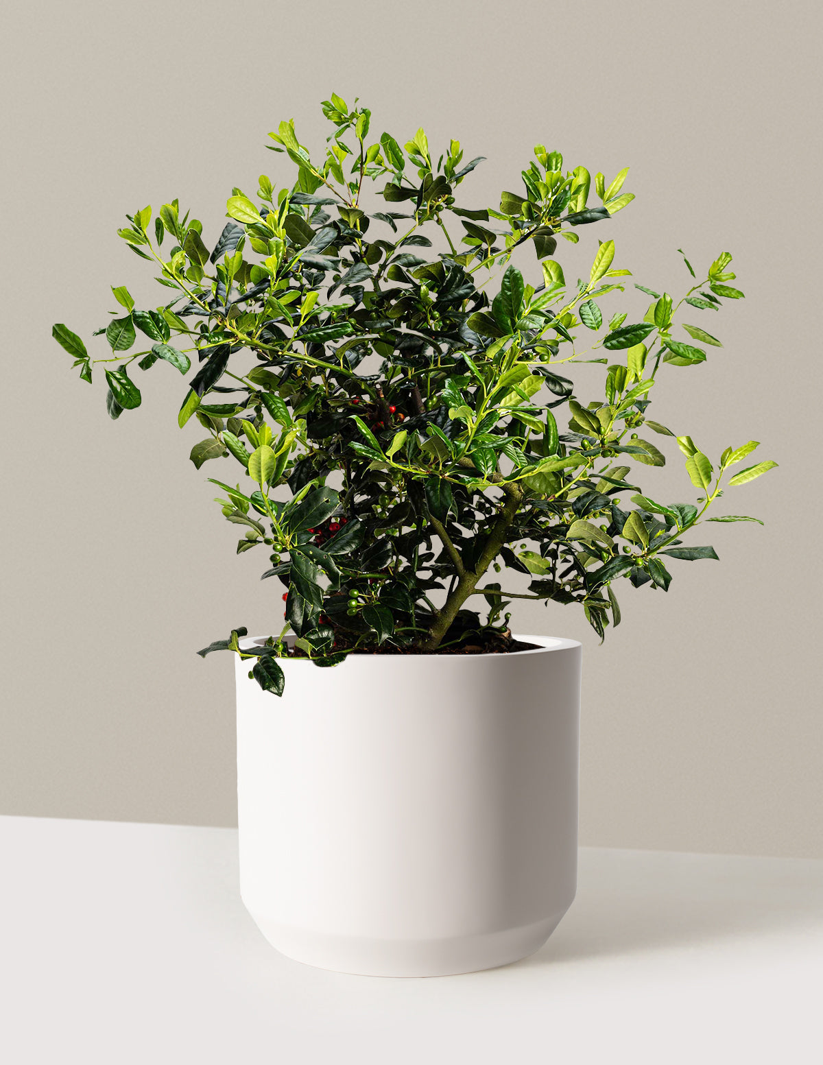 Nellie Stevens Holly