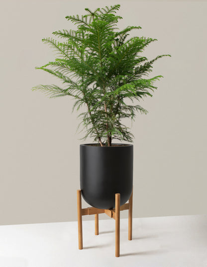 Norfolk Island Pine