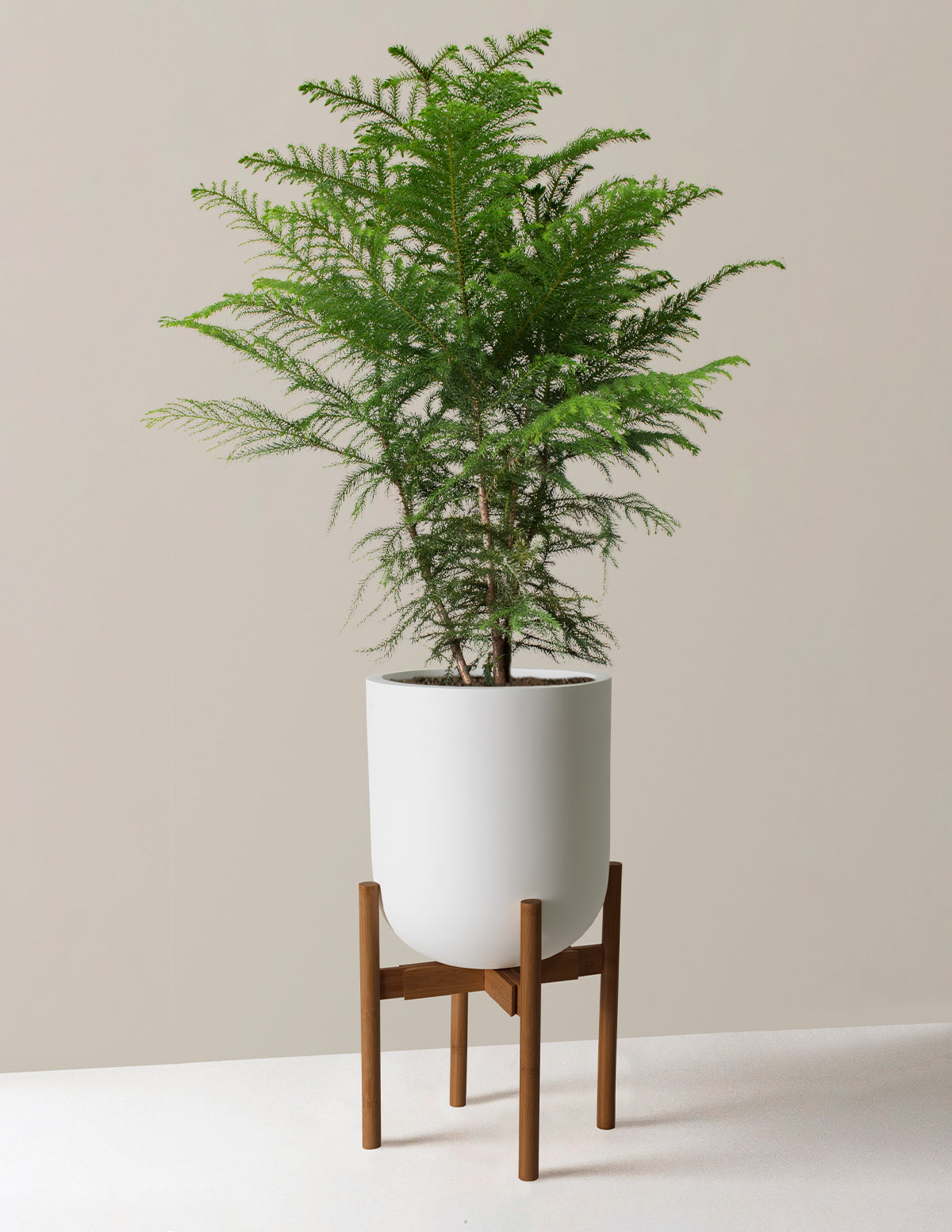 Norfolk Island Pine
