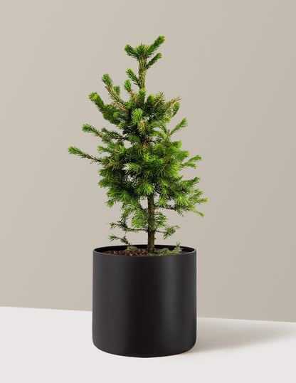 Norway Spruce