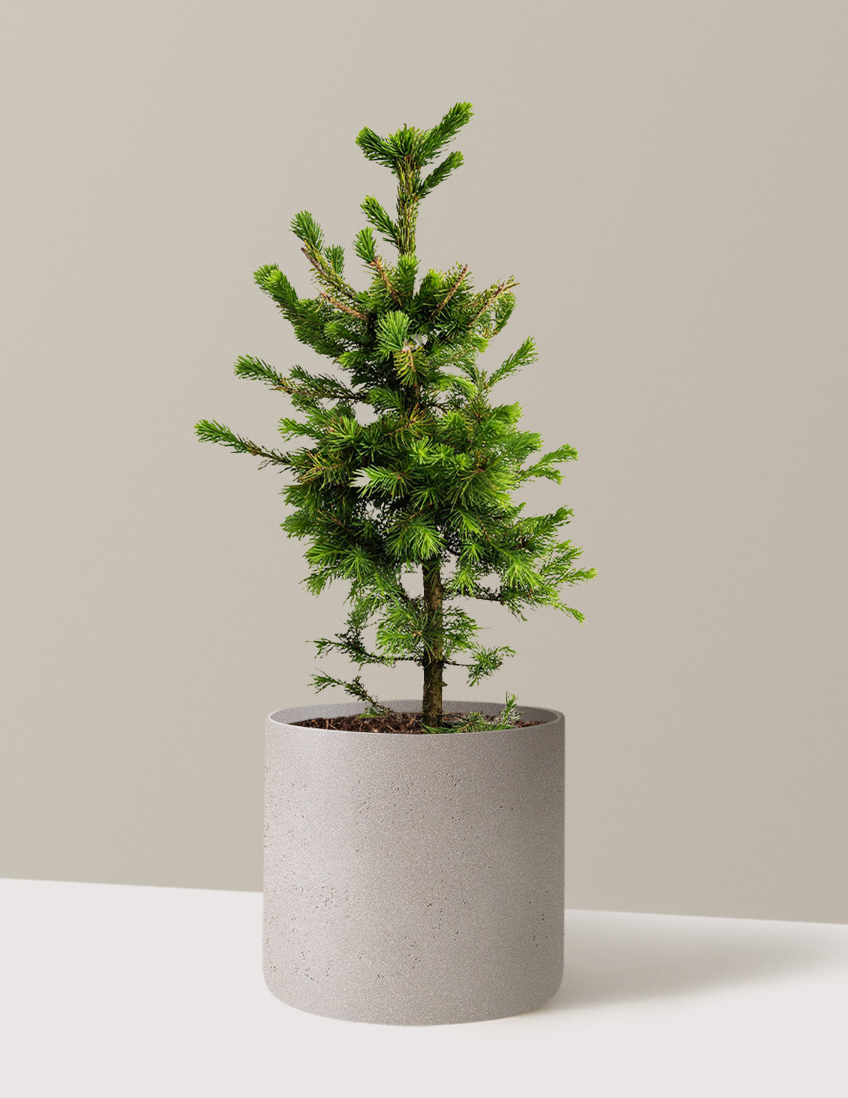 bundle | 3 Gallon | Agnes | Cement Grey