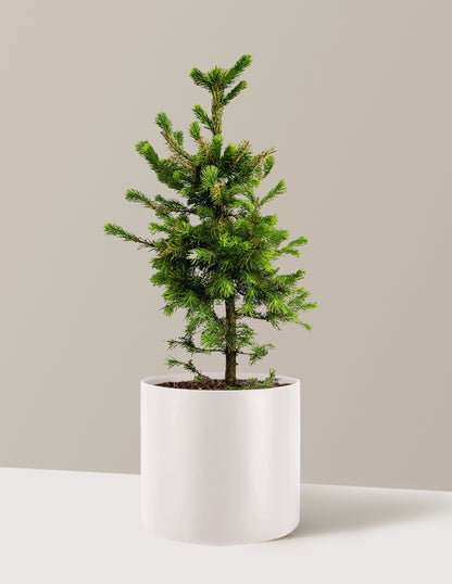 Norway Spruce