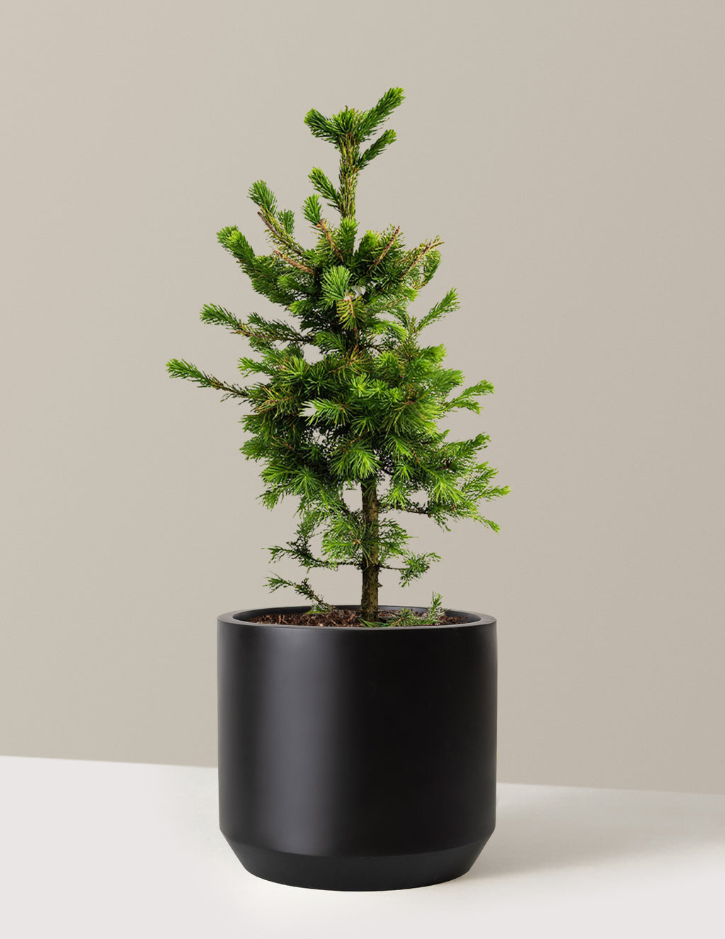 bundle | 3 Gallon | Mexia | Black