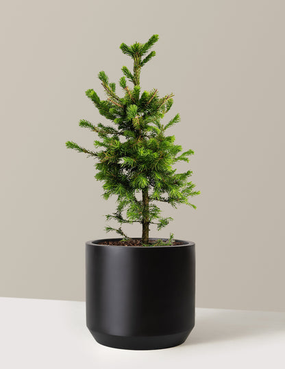 Norway Spruce
