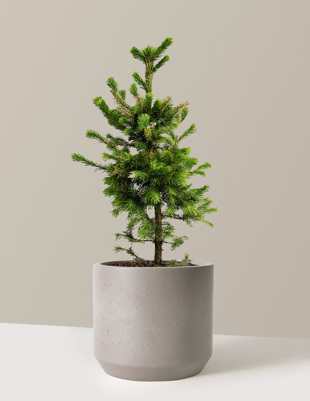 bundle | 3 Gallon | Mexia | Cement Grey