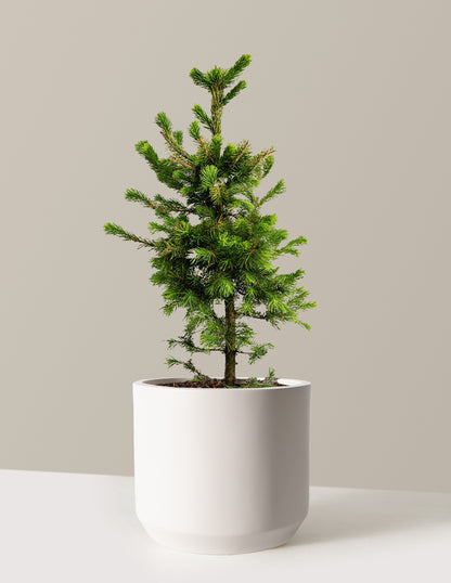 Norway Spruce