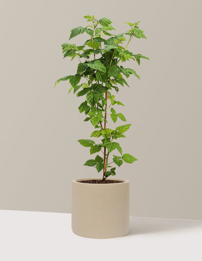 Nova Red Raspberry Plant