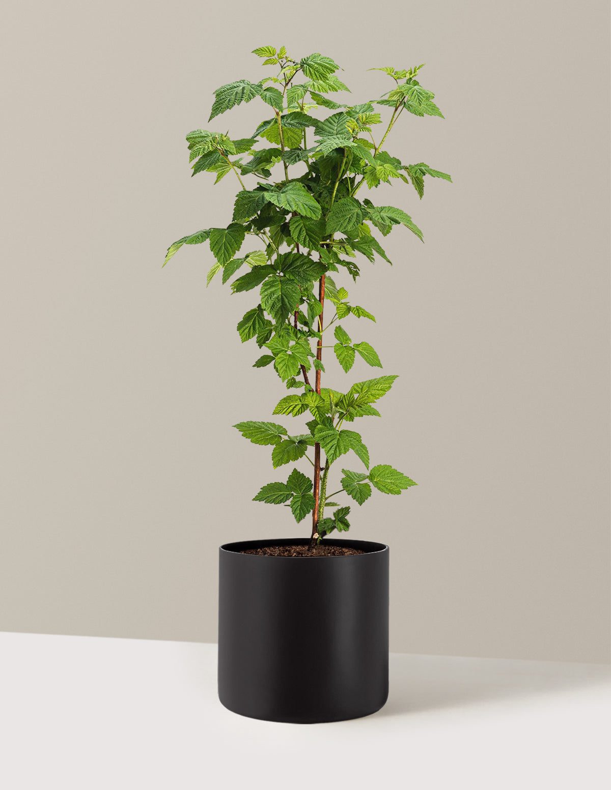 bundle | 2 Gallon | Agnes | Black