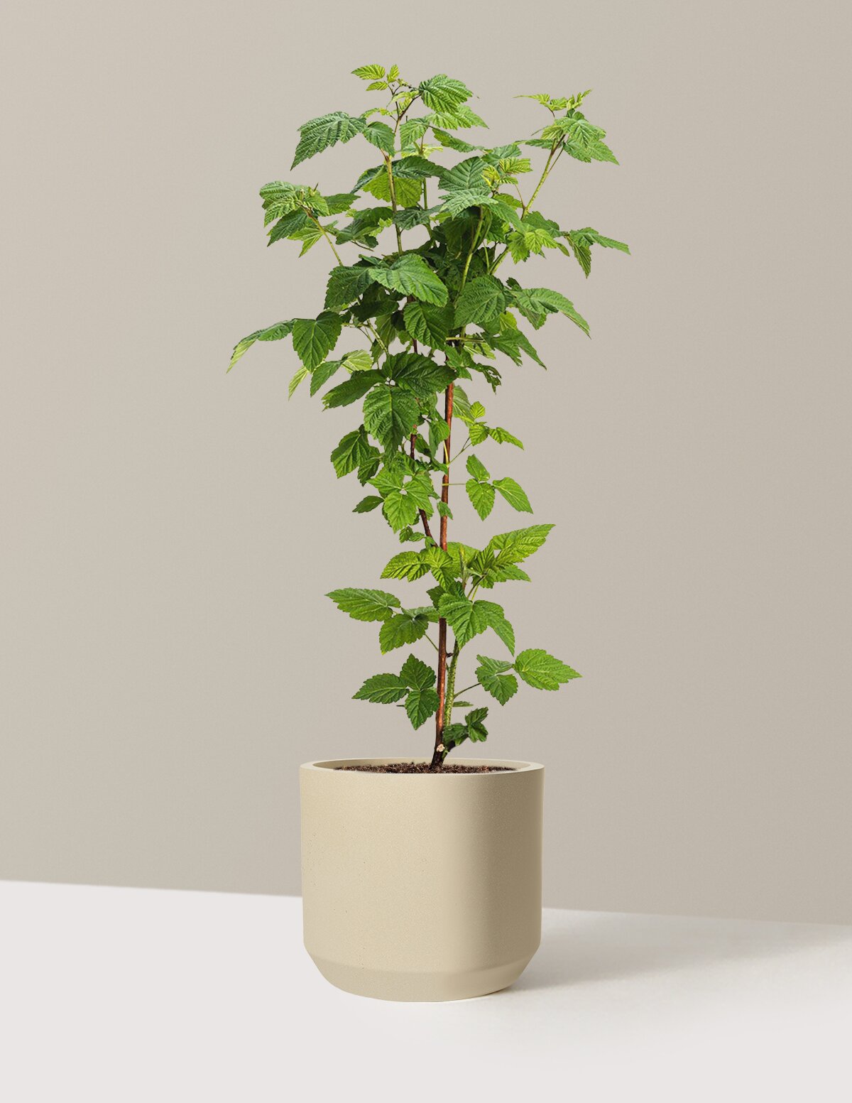 Nova Red Raspberry Plant