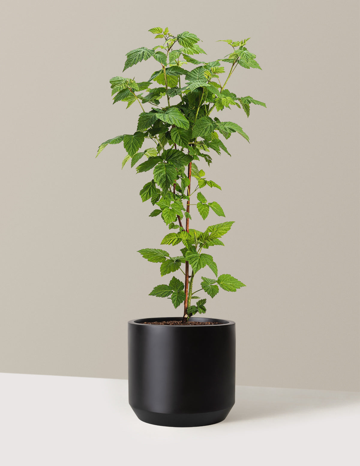 Nova Red Raspberry Plant