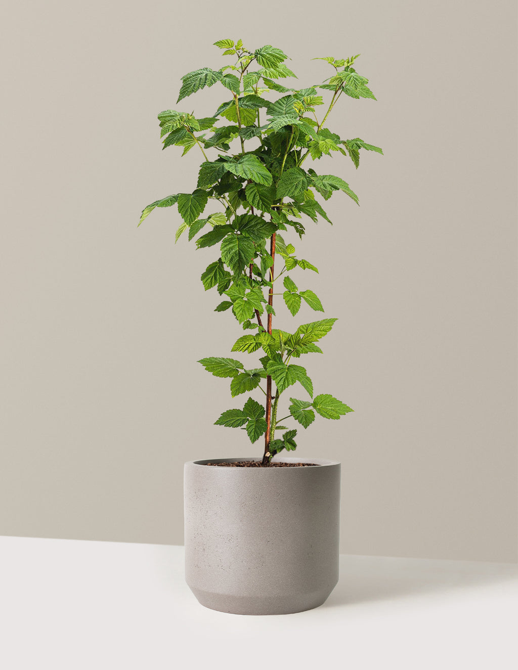 bundle | 2 Gallon | Mexia | Cement Grey