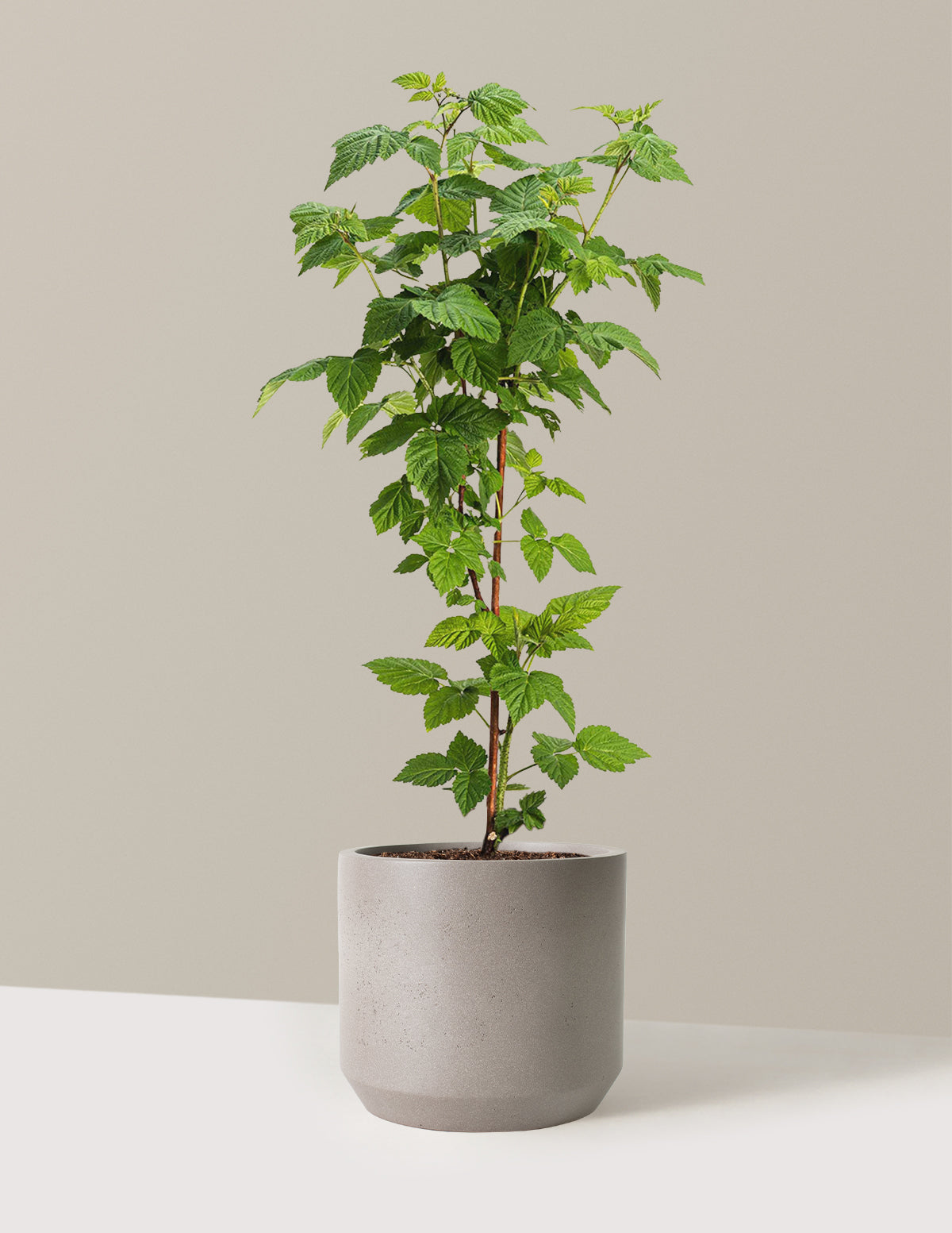 files/the-sill_Large-Nova-Red-Raspberry-Plant_Large_Mexia_Cement-Grey_Variant.jpg