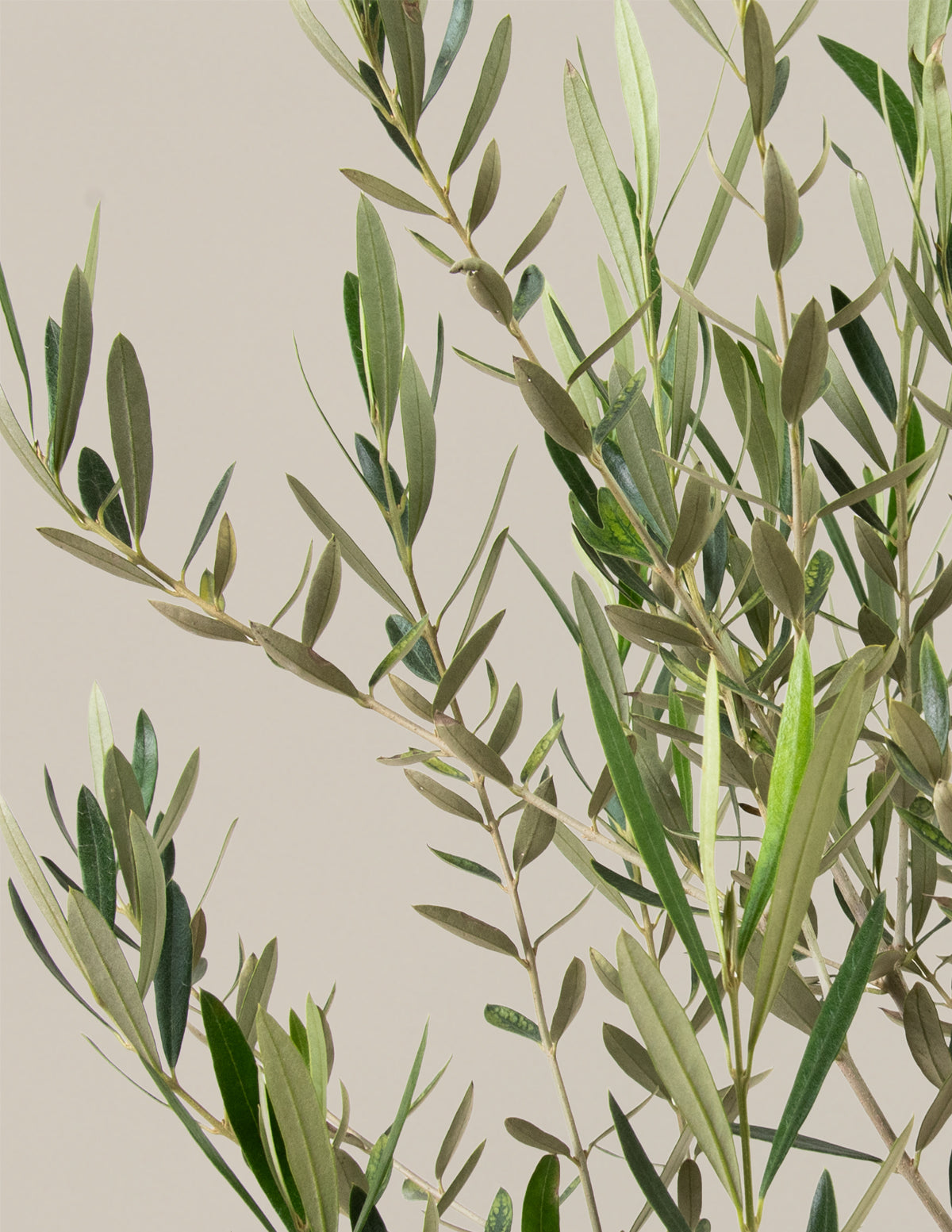 The Sill Olive Tree - Thumbnail 2