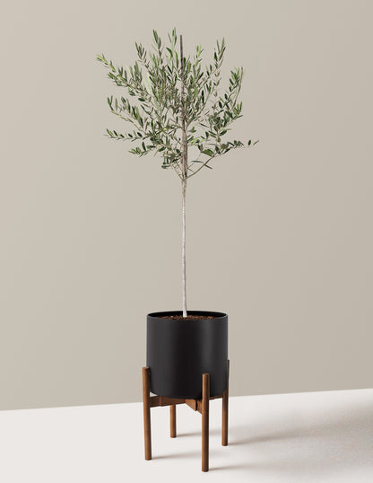 Olive Tree