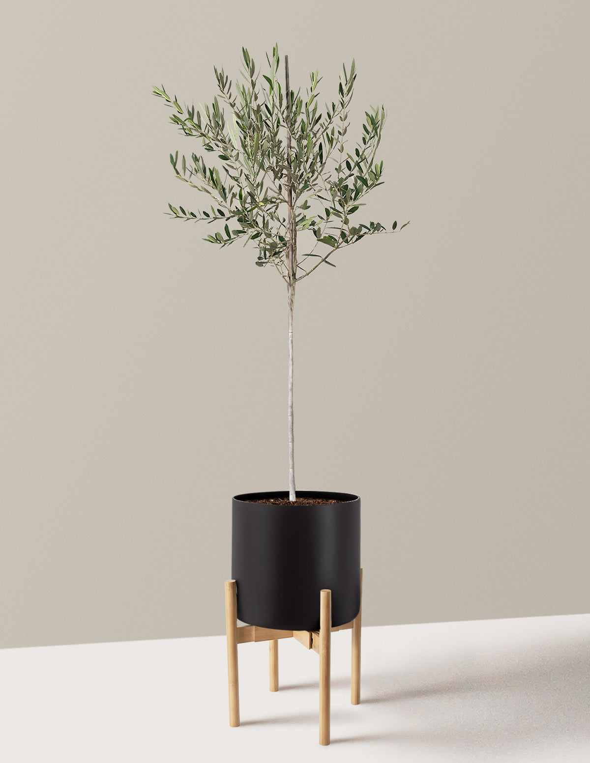 Olive Tree
