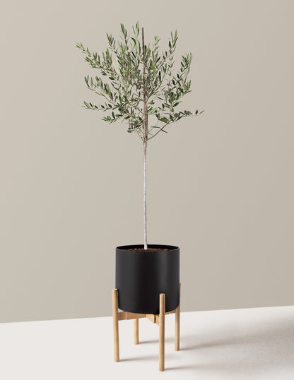 Olive Tree
