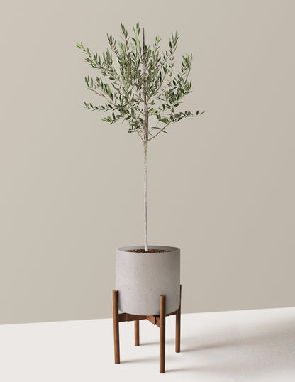 Olive Tree