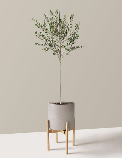 Olive Tree