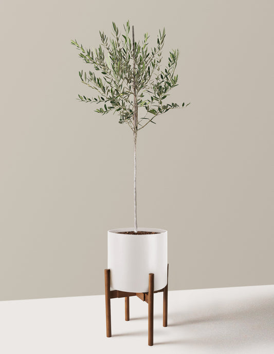 Olive Tree
