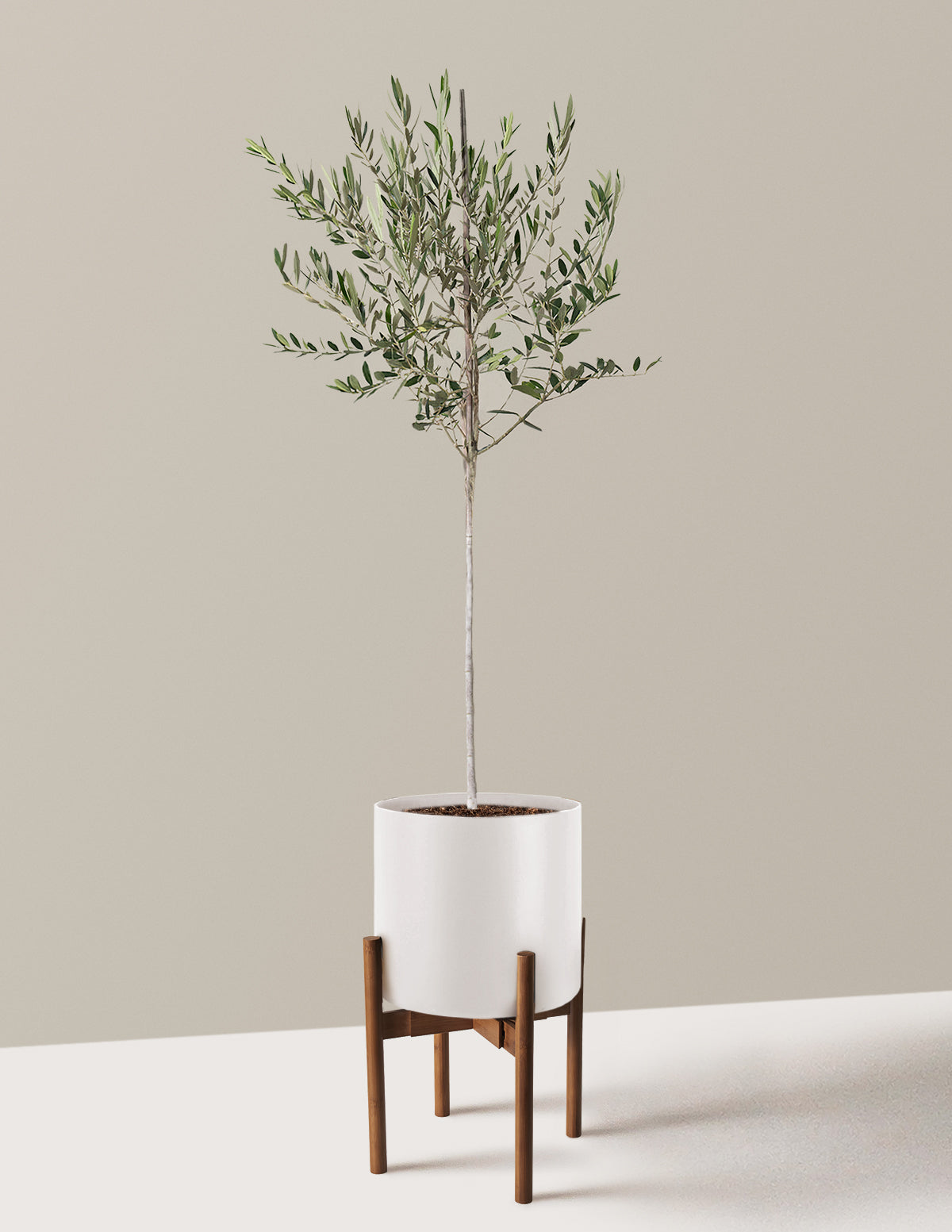 Olive Tree large with cream planter