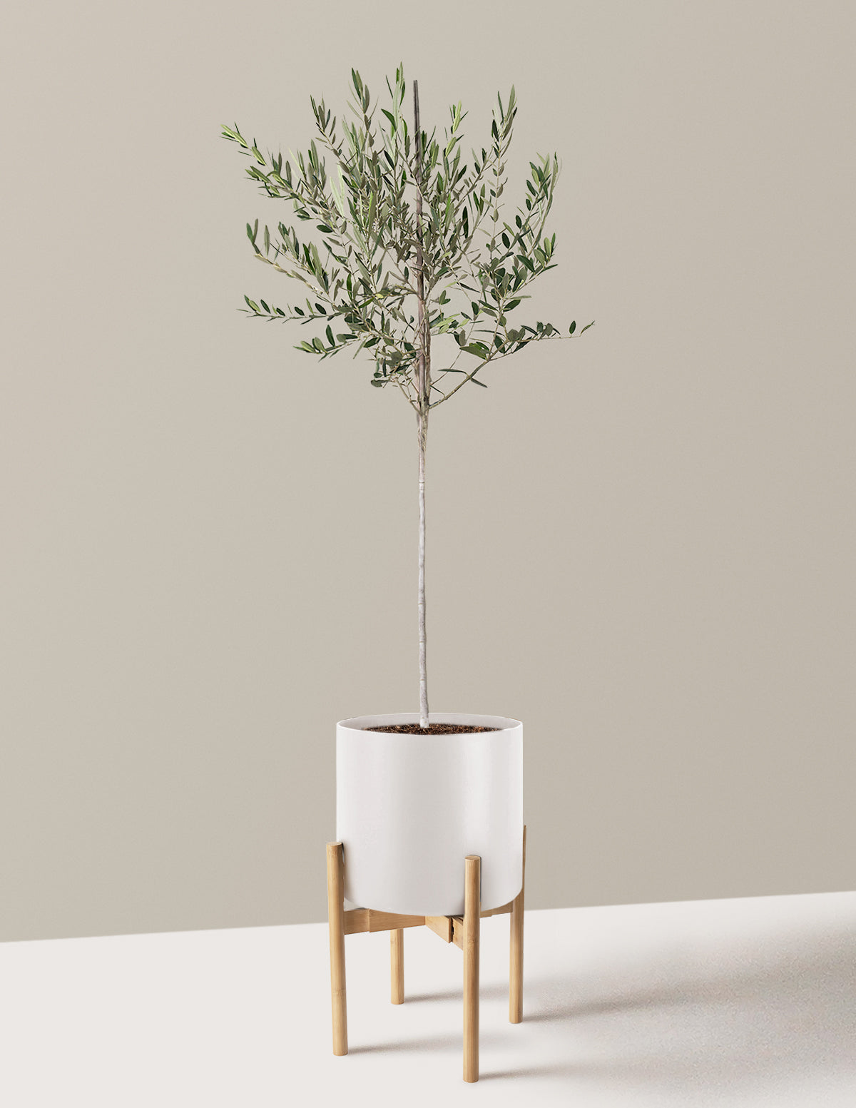Olive Tree