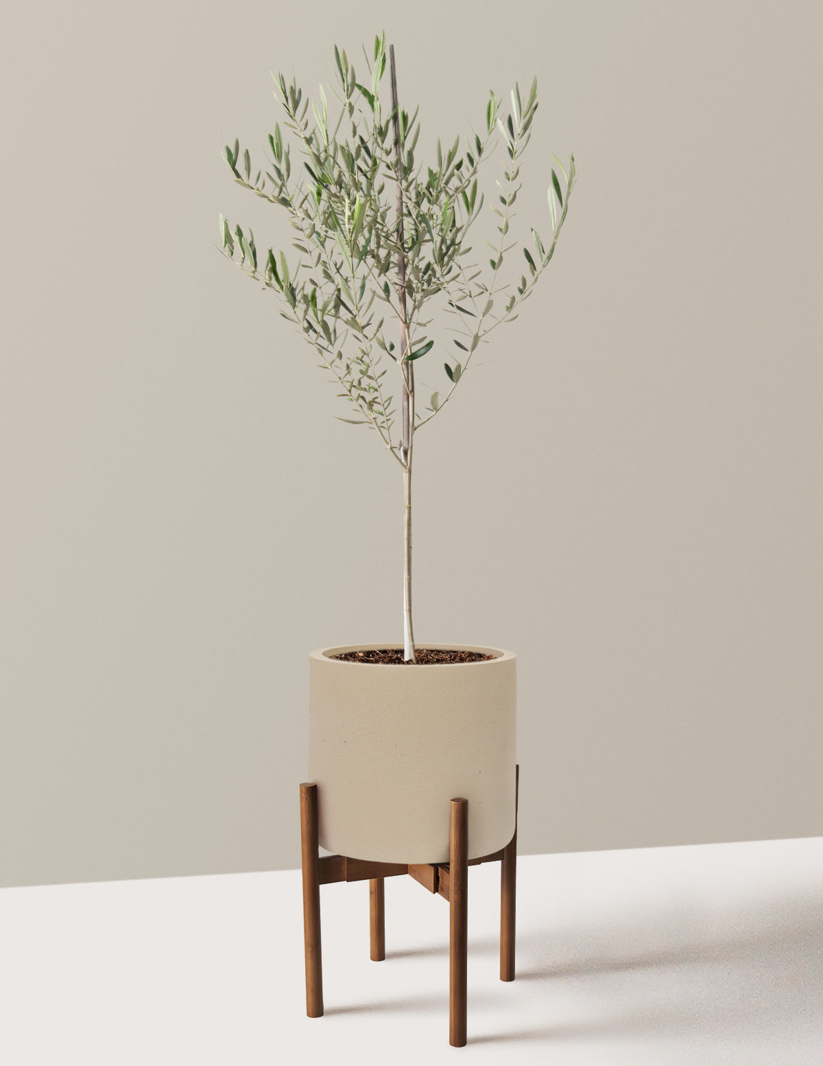 Olive Tree