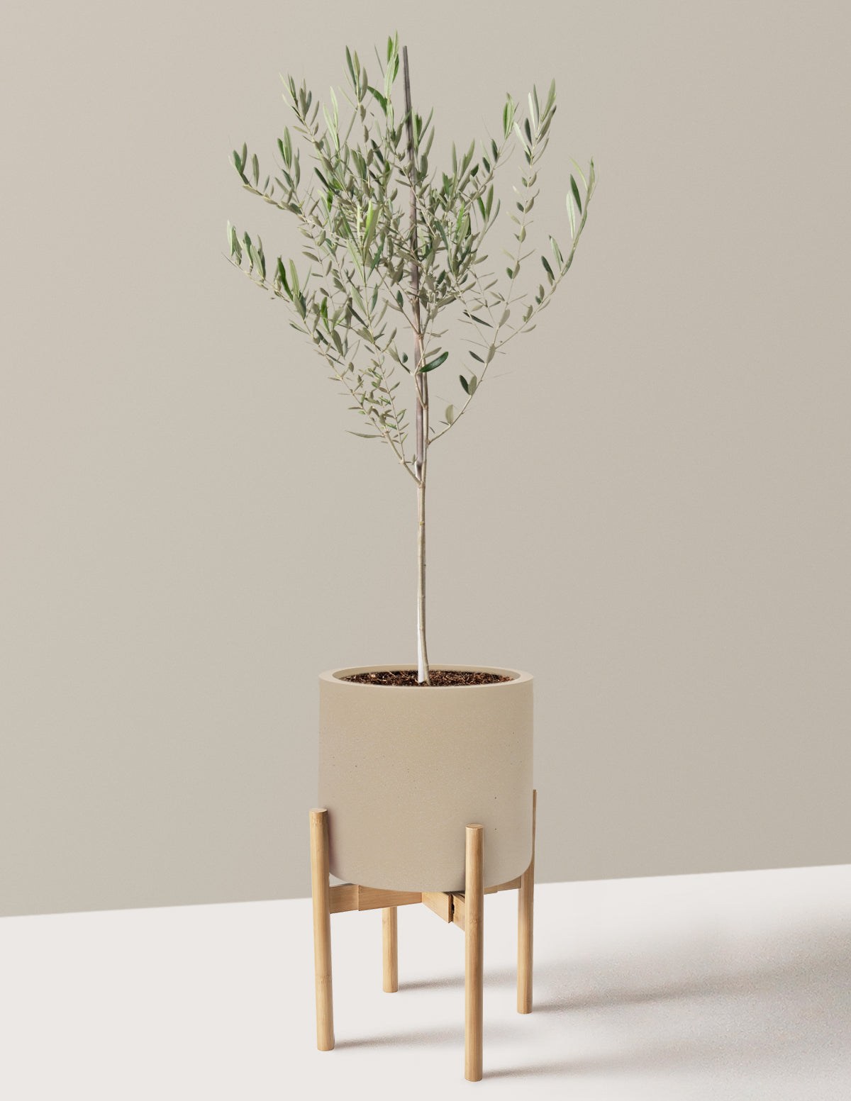 Olive Tree