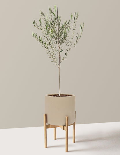 Olive Tree