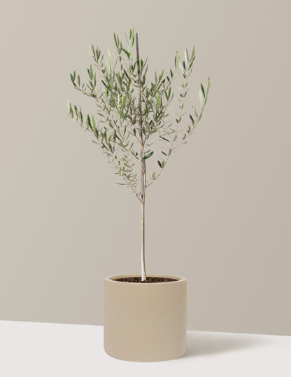 Olive Tree