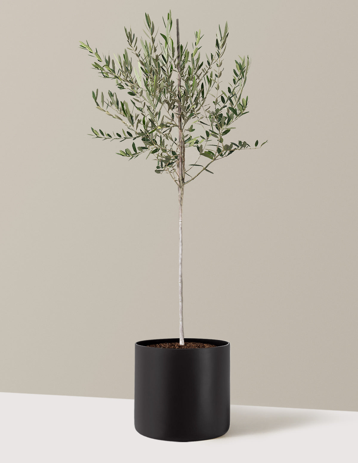 Olive Tree