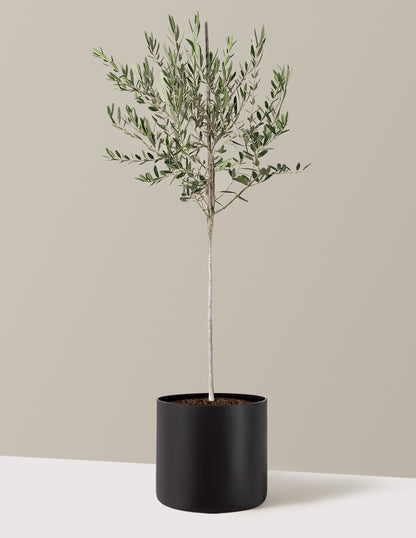 Olive Tree