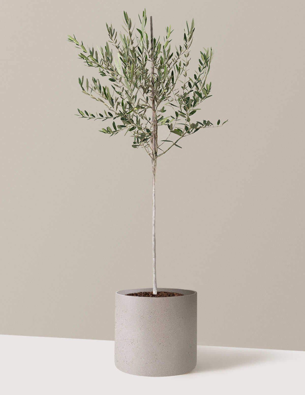 Olive Tree