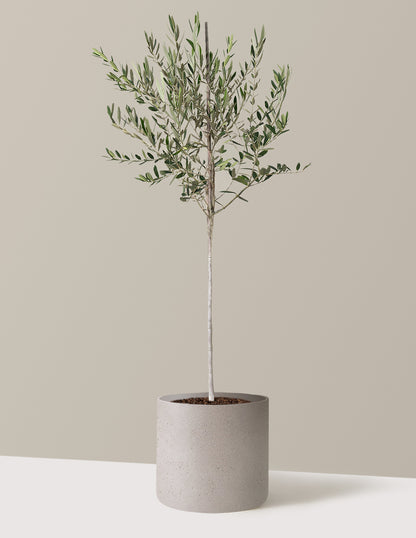 Olive Tree