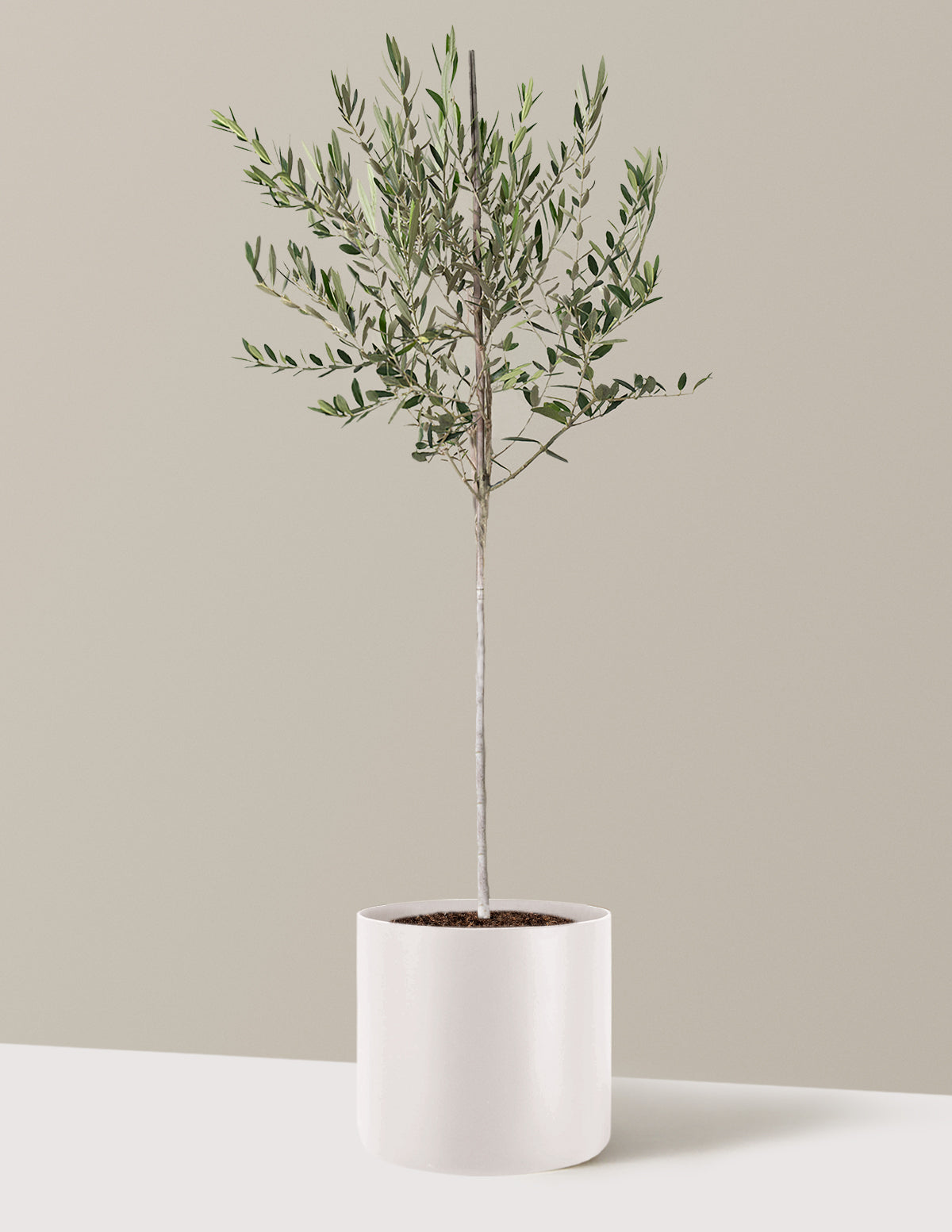 Olive Tree