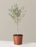 bundle | Large | Grow Pot