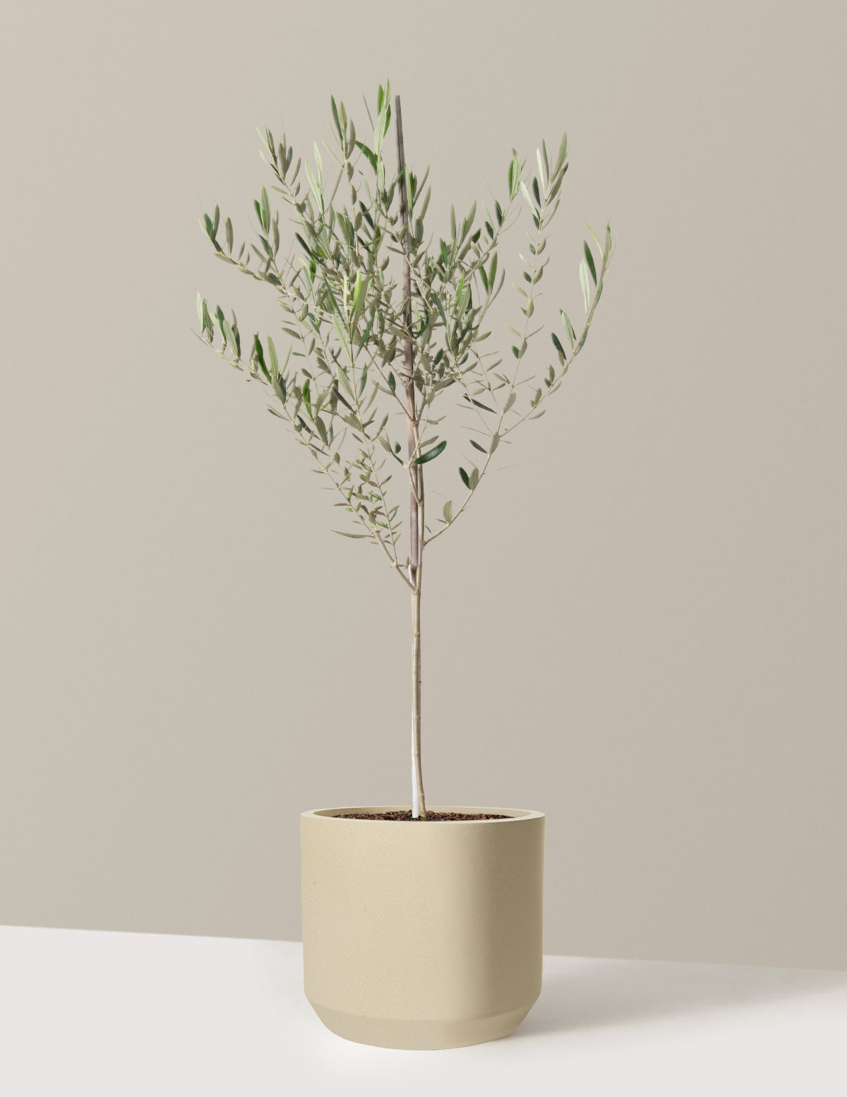 Olive Tree