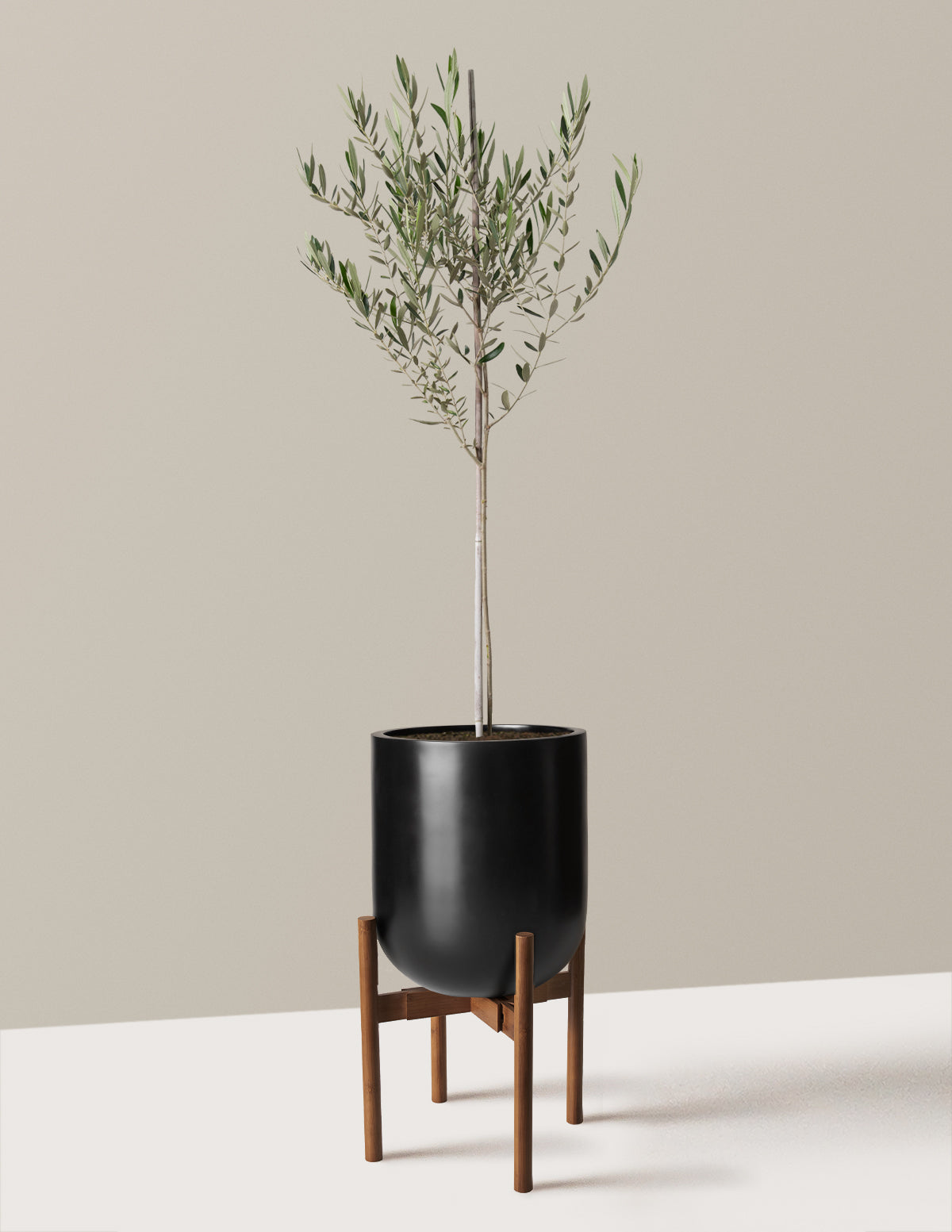 Olive Tree