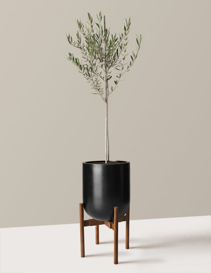 Olive Tree