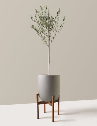 Olive Tree