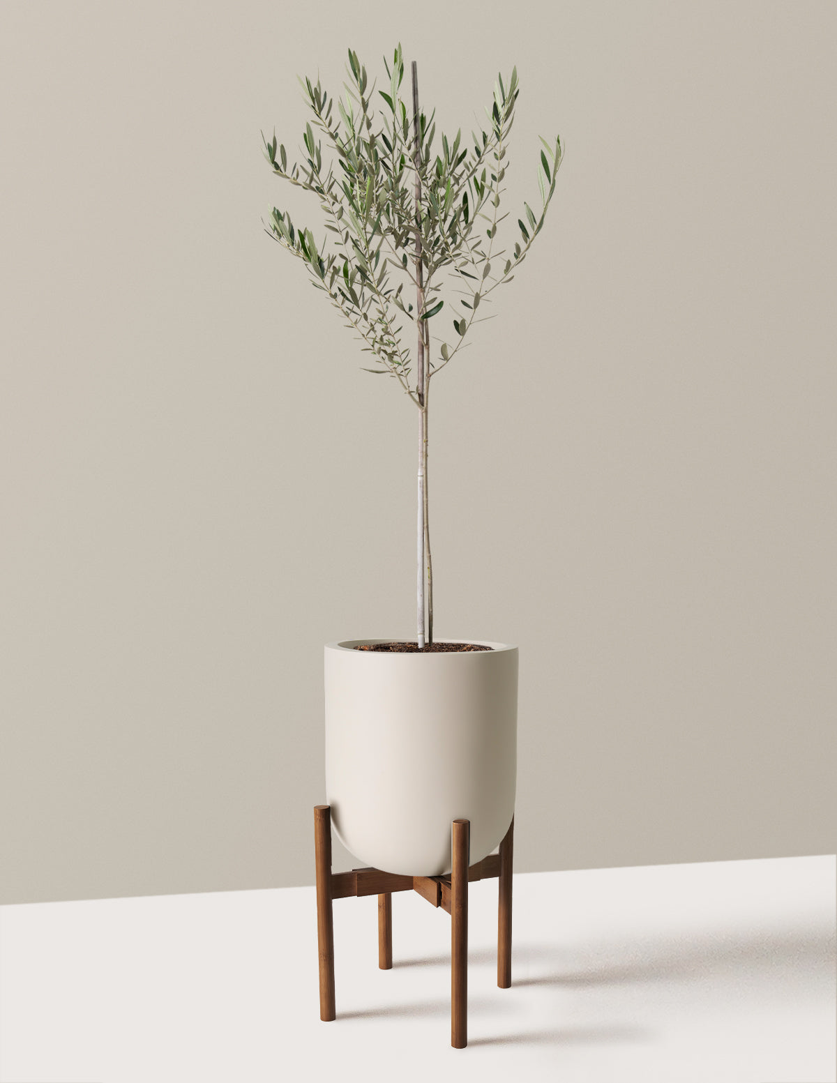Olive Tree